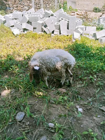 pair of sheep