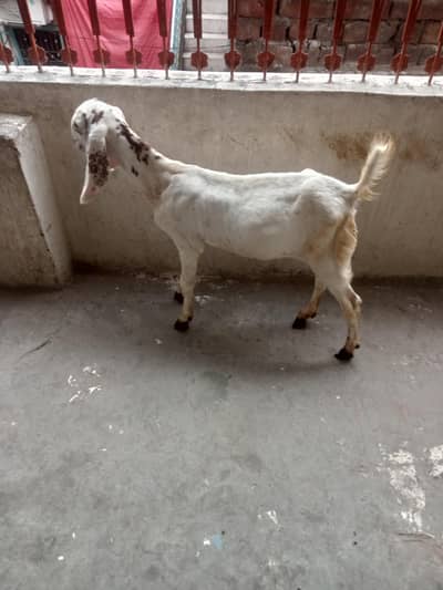 white Makhicheni path or Lal Bakra available 03216791415