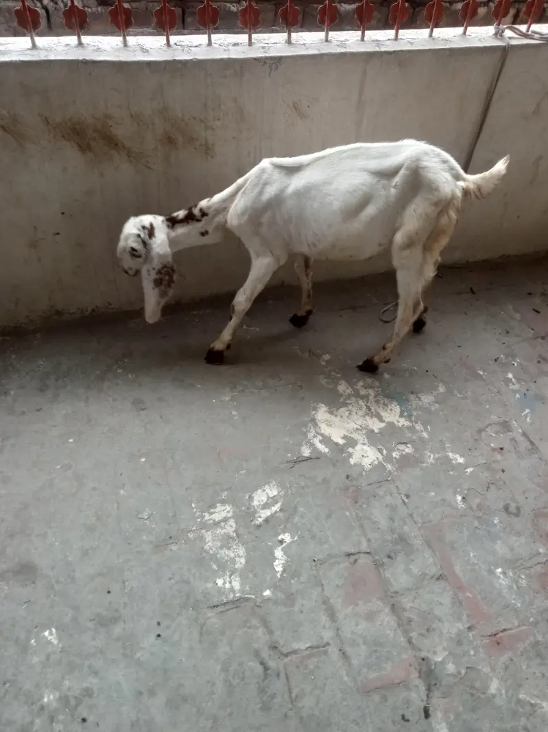 white Makhicheni path or Lal Bakra available 03216791415 — photo 2