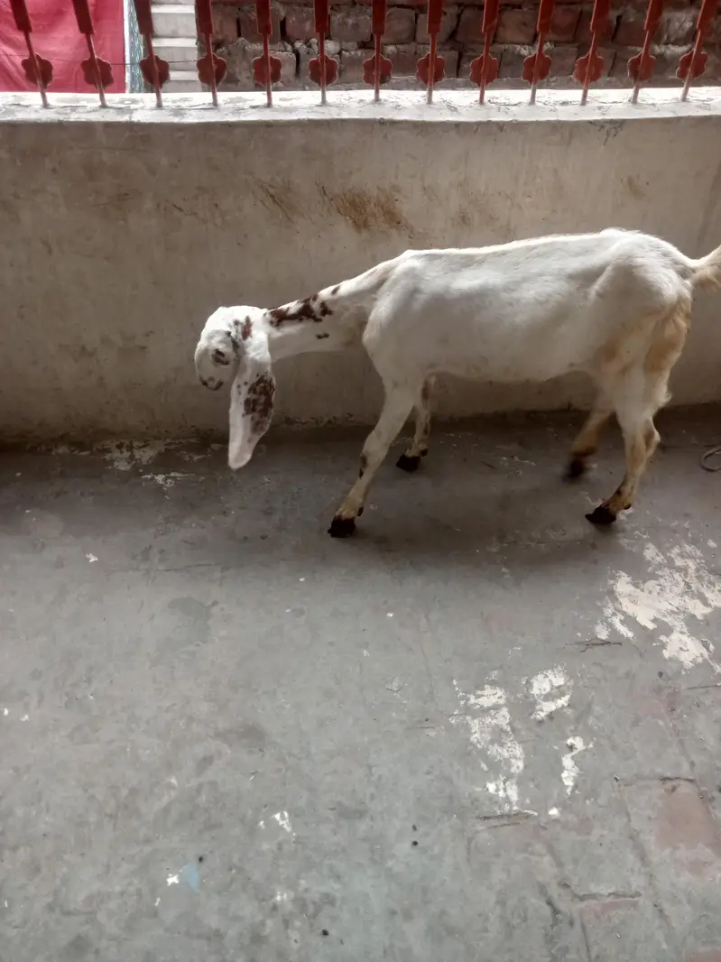 white Makhicheni path or Lal Bakra available 03216791415 — photo 3