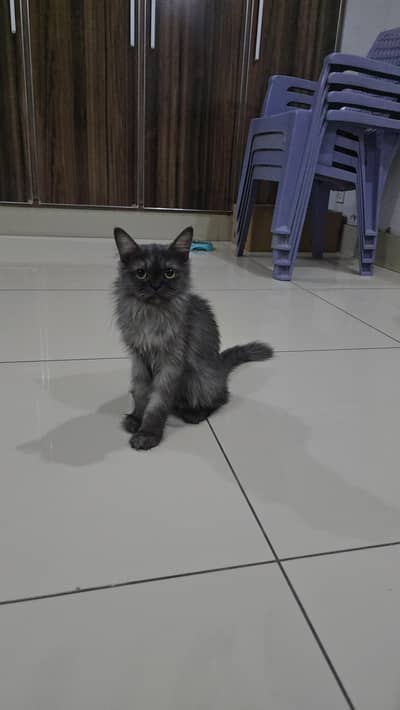 sale for persian cat