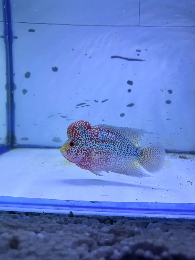 Kamfa srd cross flower horn — photo 4