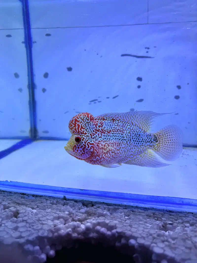 Kamfa srd cross flower horn — photo 5