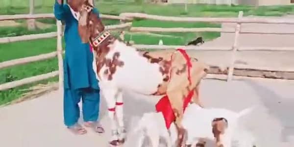 3 Bacchon Ka Sath Desi Bakri For Sale/ 03242703571
