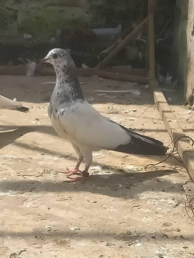 baby Peigons  forsale contact on my whatsapp