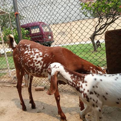Desi teddy dogli 2dant bakri or Sath 2 femal bachy Hain  i