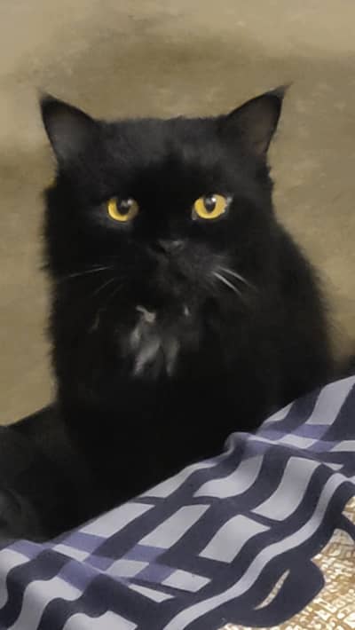 Black Male Persian
