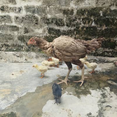 assel check Pakistani x Turkish hint cross