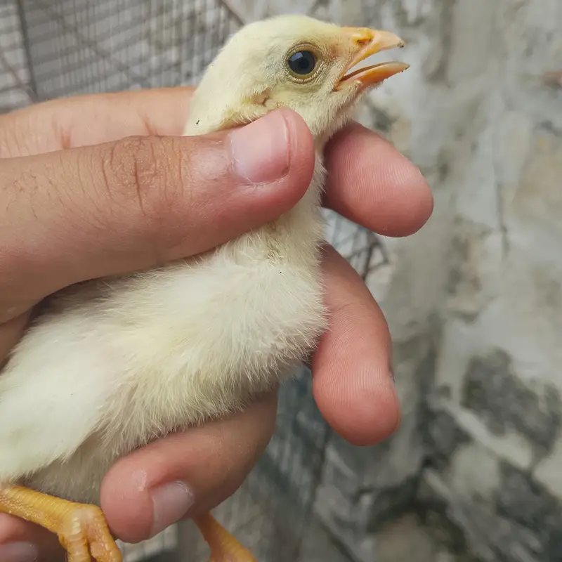 assel check Pakistani x Turkish hint cross — photo 3