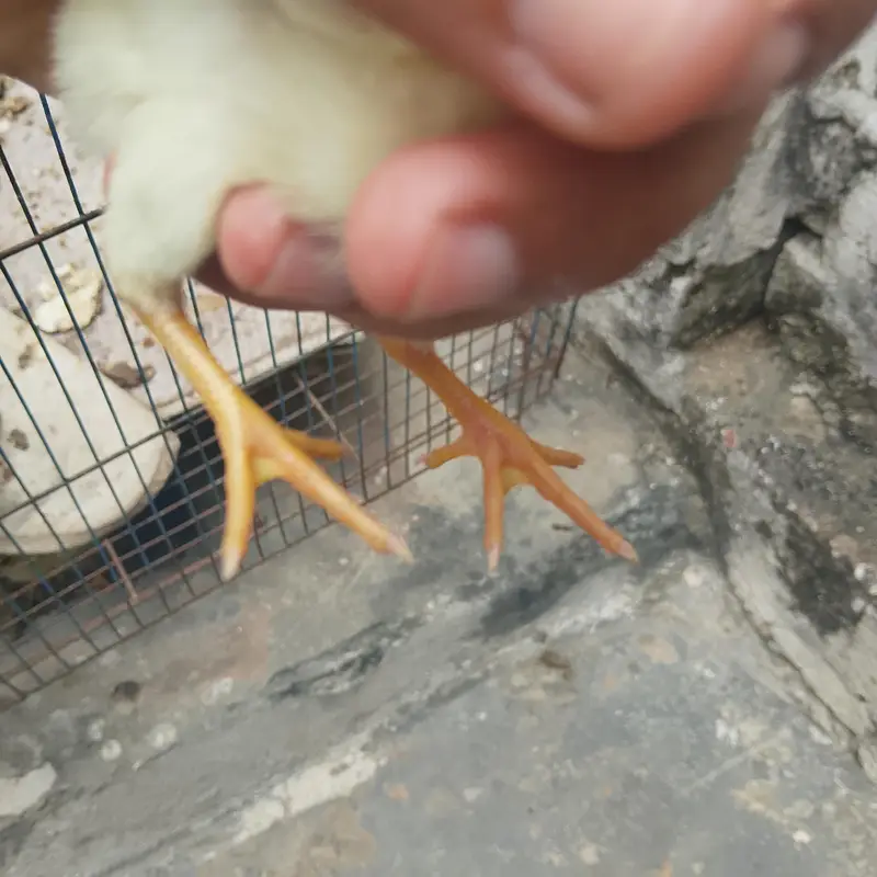 assel check Pakistani x Turkish hint cross — photo 4