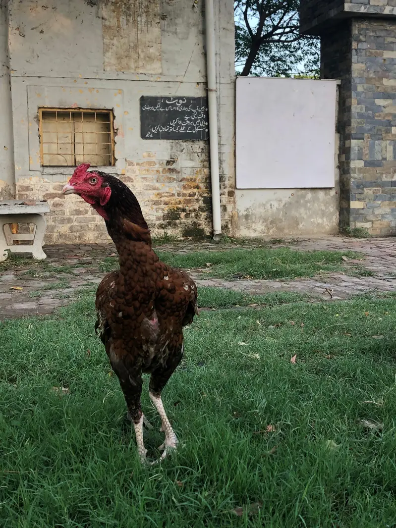 assel check Pakistani x Turkish hint cross — photo 5