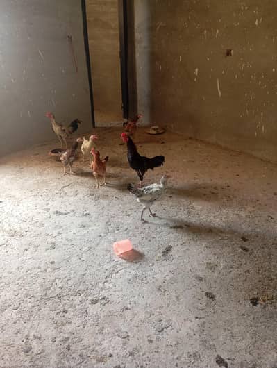 hens pairs for sale