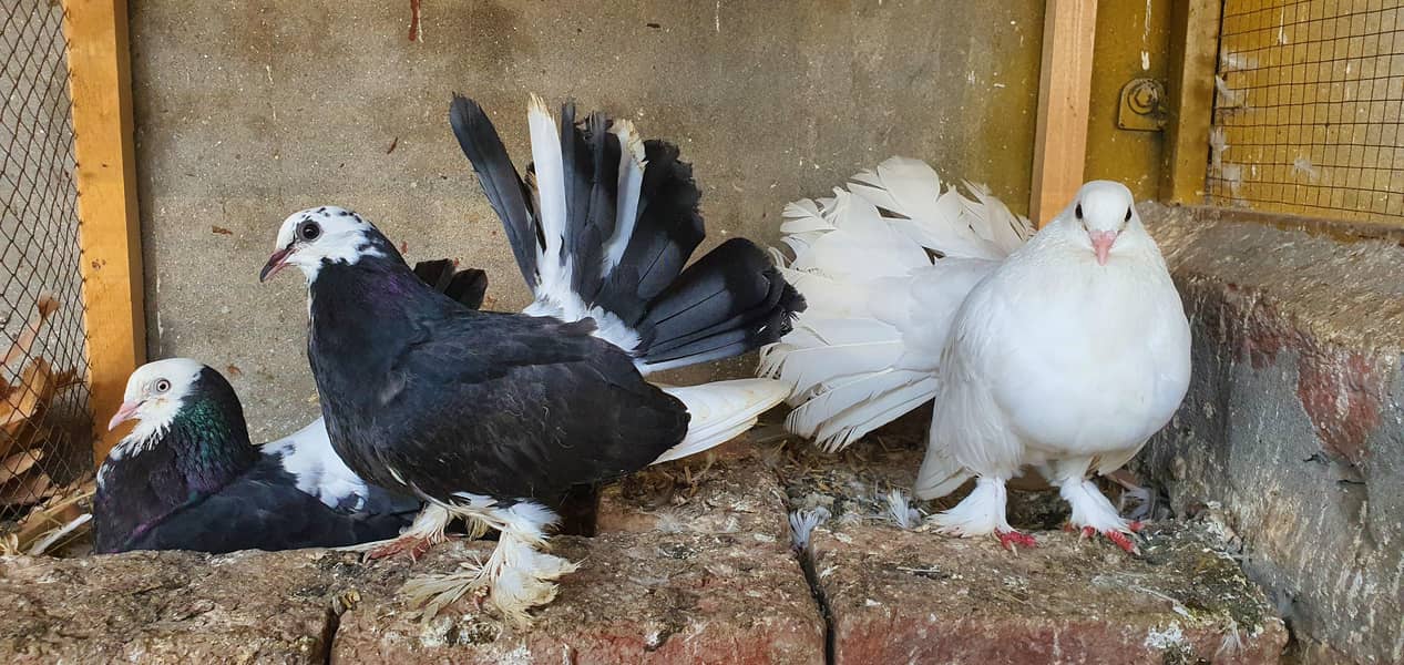 fancy birds 1