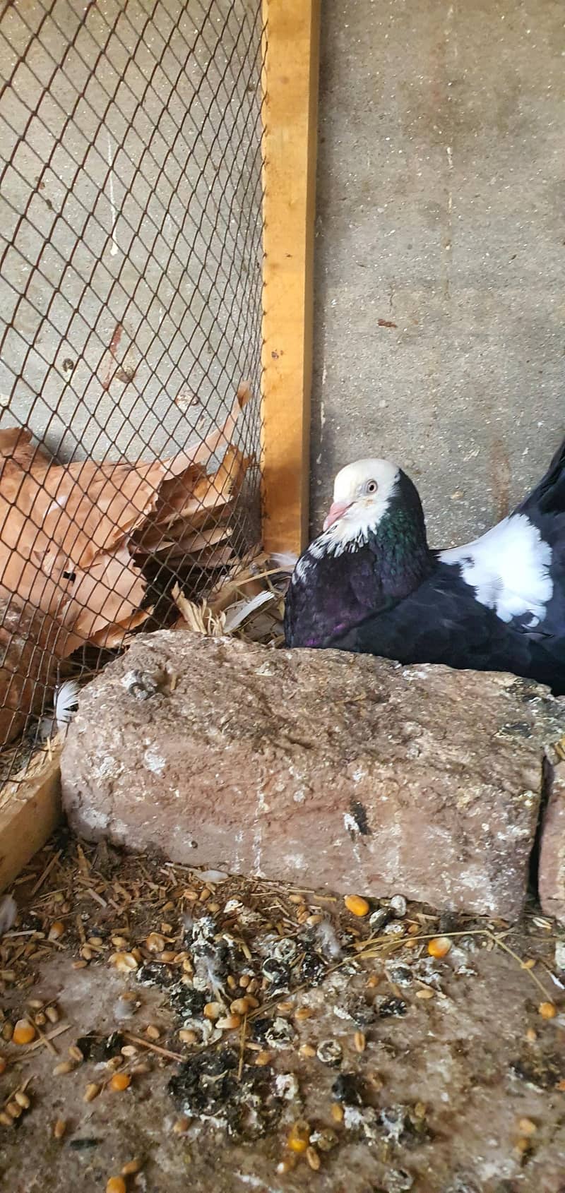 fancy birds 2