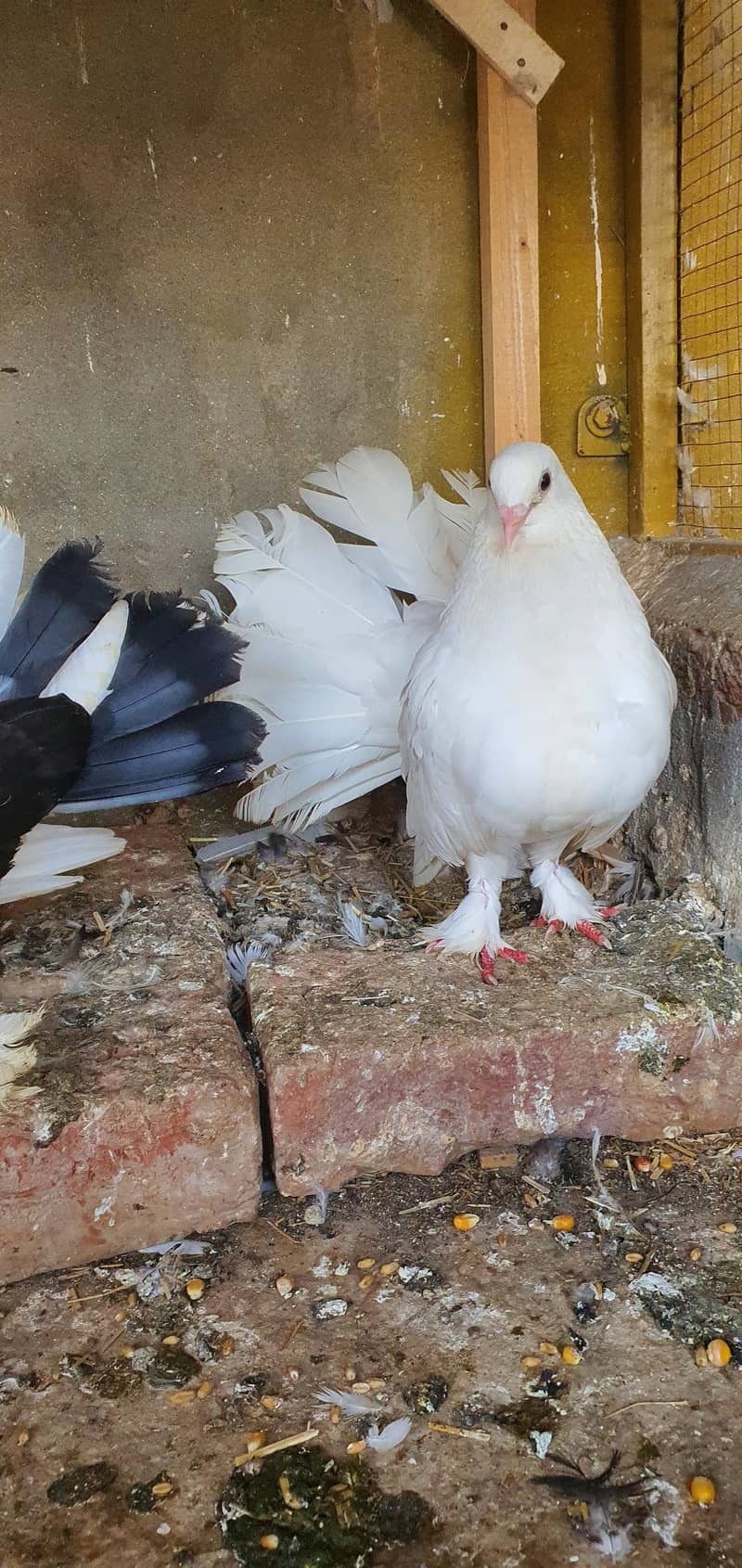 fancy birds 3