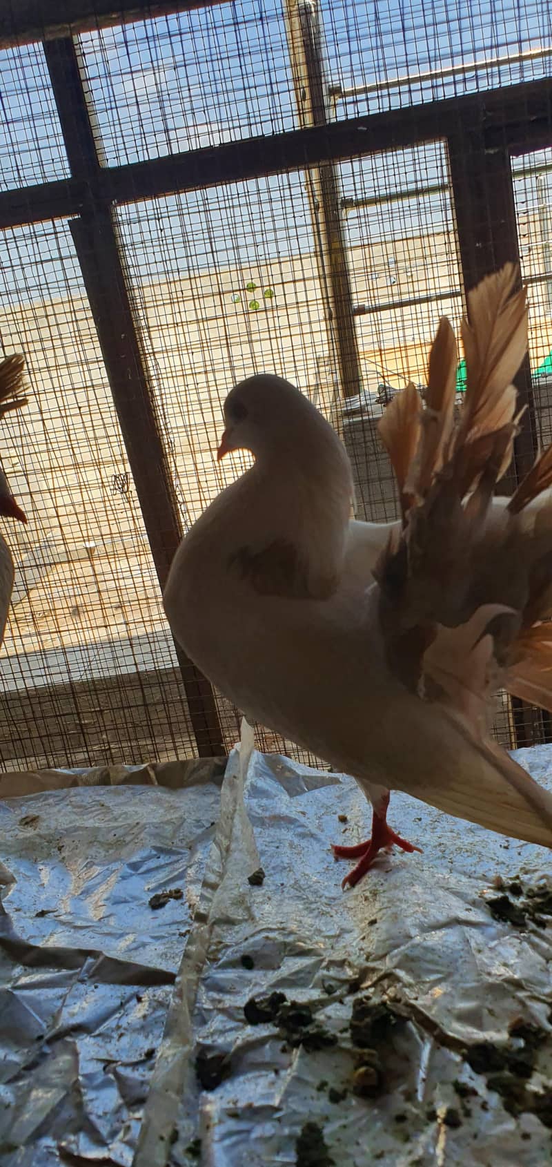 fancy birds 4