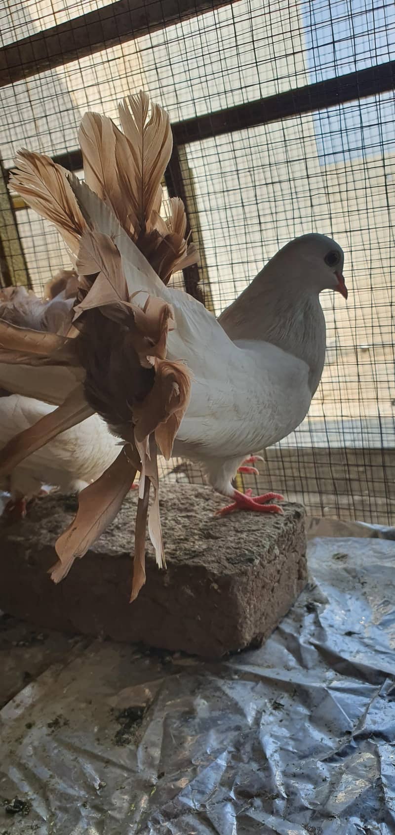 fancy birds 5