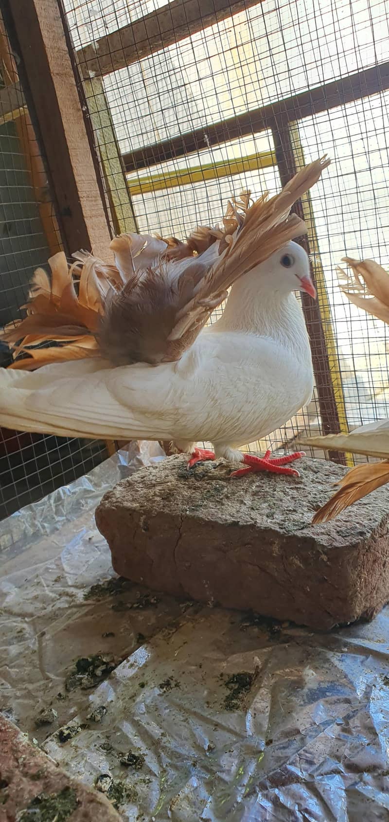 fancy birds 6