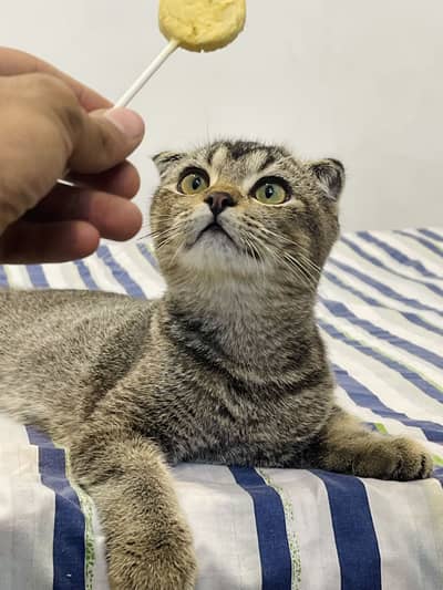 British Scottish fold