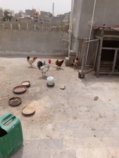 home hens and roaster for sale