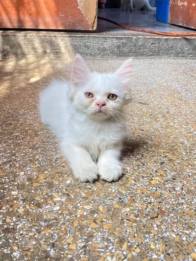 cats baby 