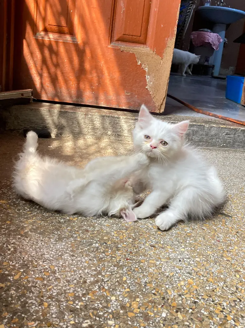 cats baby  — photo 2