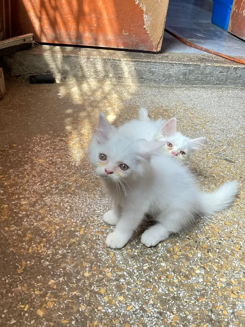 cats baby  — photo 3