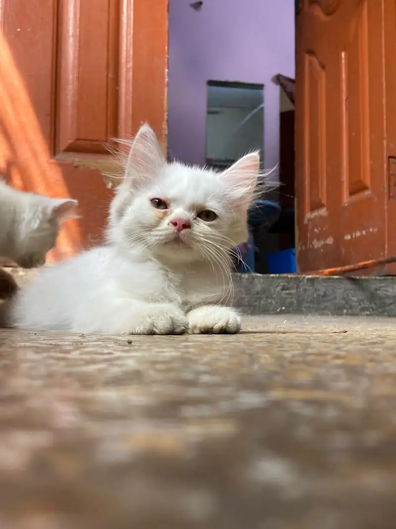 cats baby  — photo 5