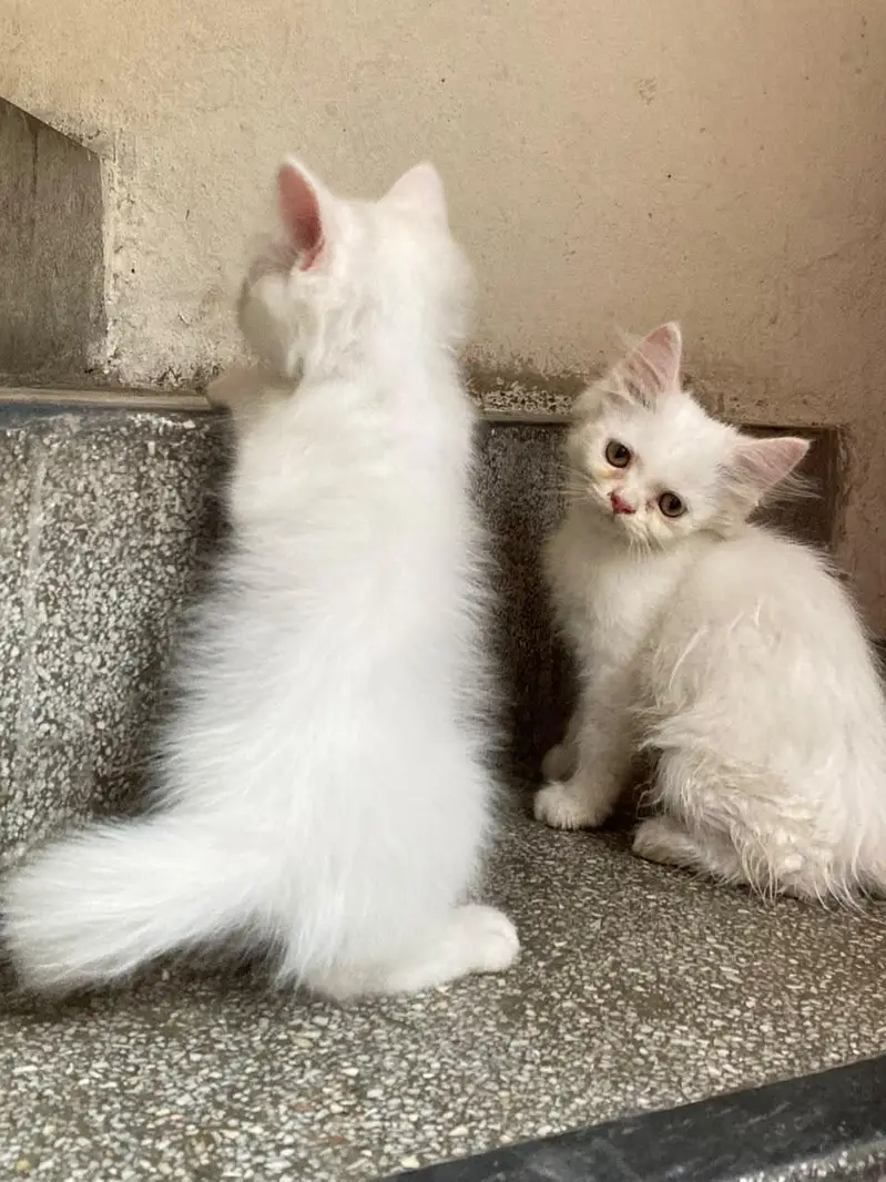cats baby  — photo 6