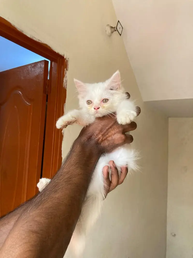 cats baby  — photo 7