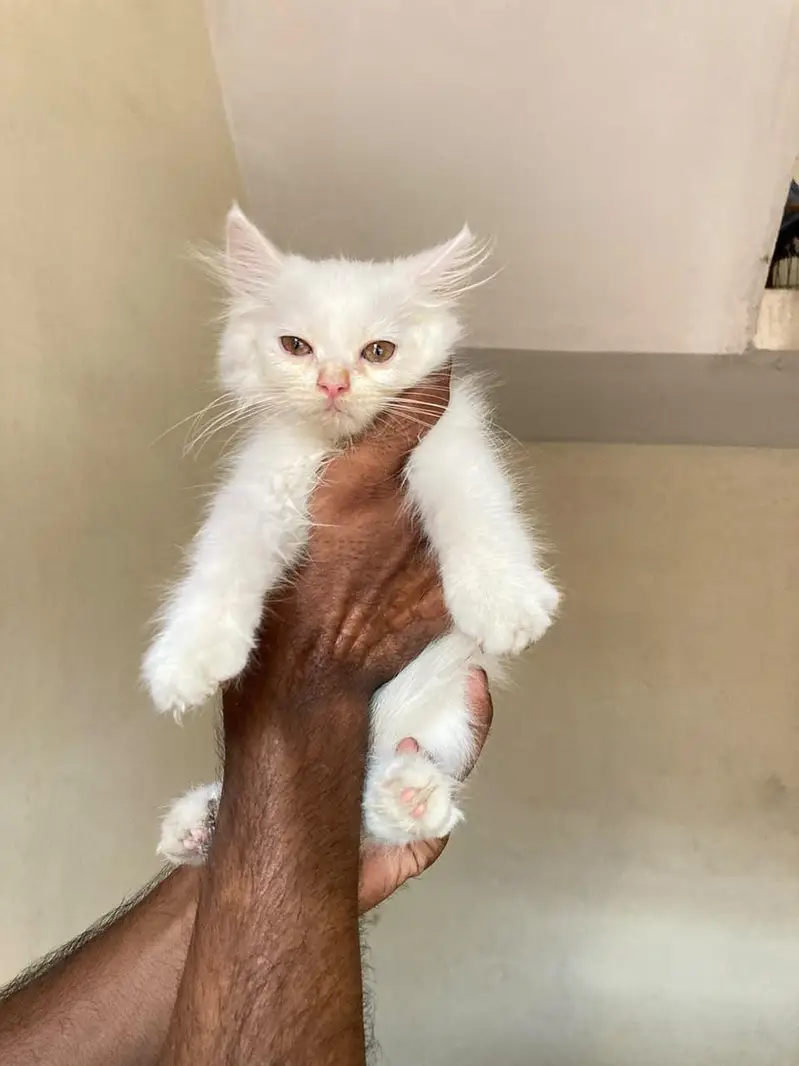 cats baby  — photo 8