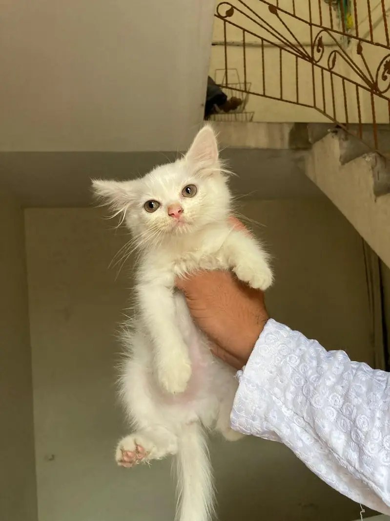 cats baby  — photo 9