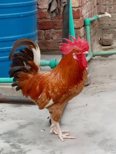 Desi Murg