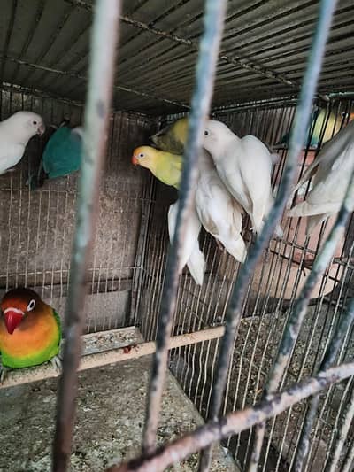 Lovebirds | cocktail | plum head | doves healthy and active breeders