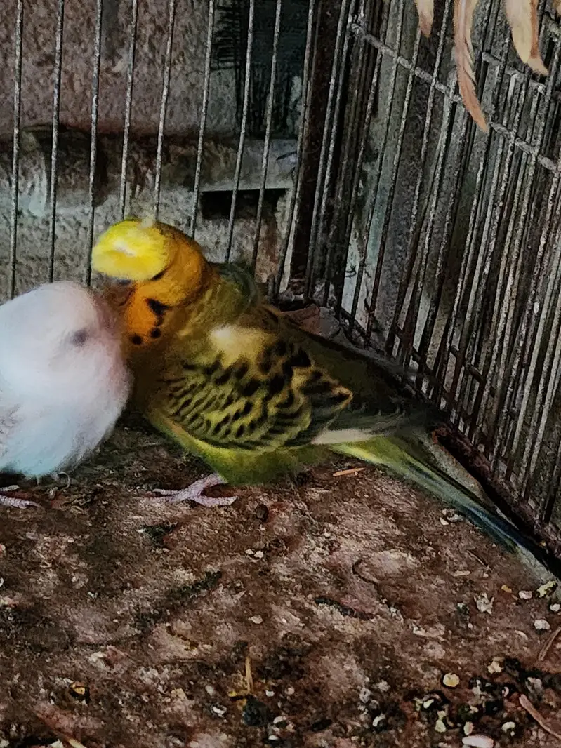 Lovebirds | cocktail | plum head | doves healthy and active breeders — photo 2