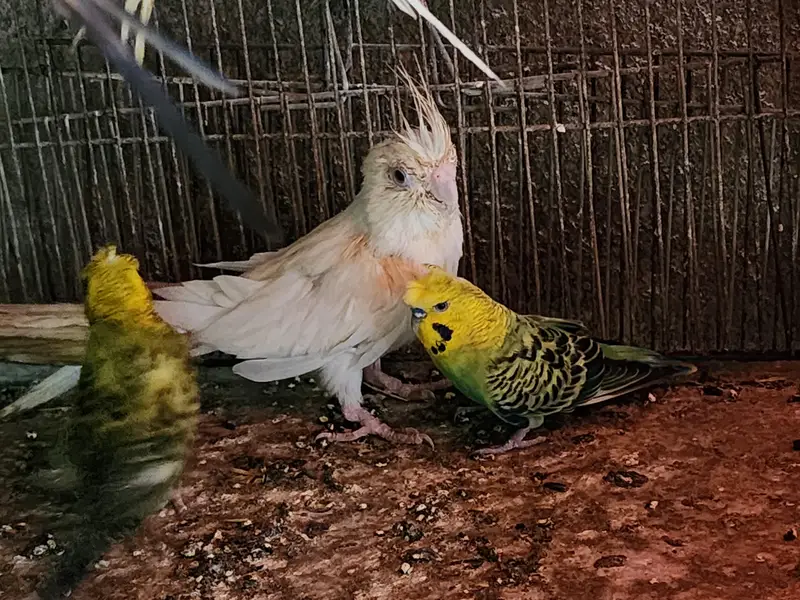 Lovebirds | cocktail | plum head | doves healthy and active breeders — photo 3