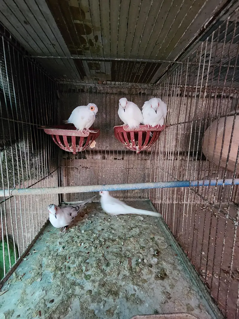 Lovebirds | cocktail | plum head | doves healthy and active breeders — photo 4