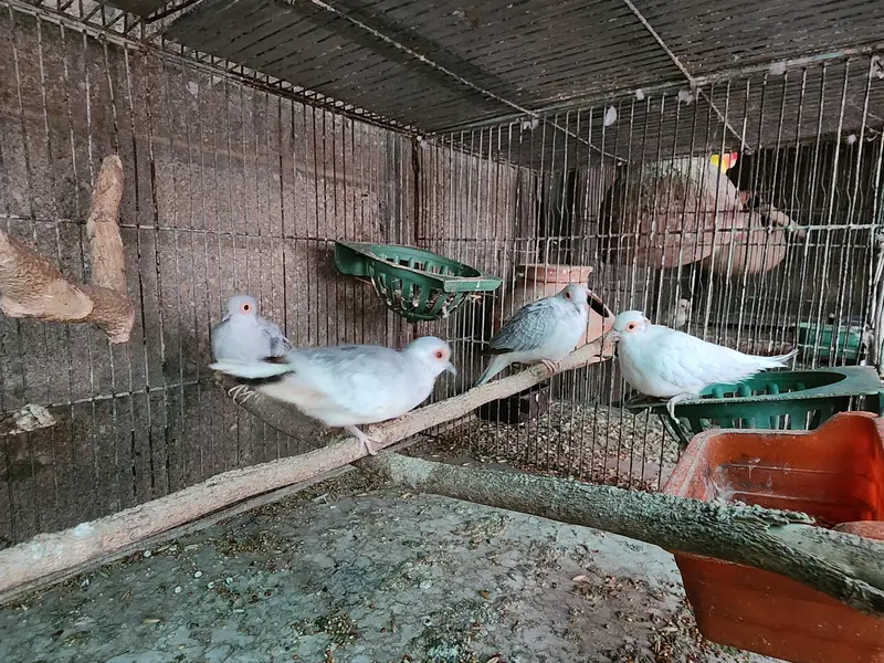 Lovebirds | cocktail | plum head | doves healthy and active breeders — photo 5