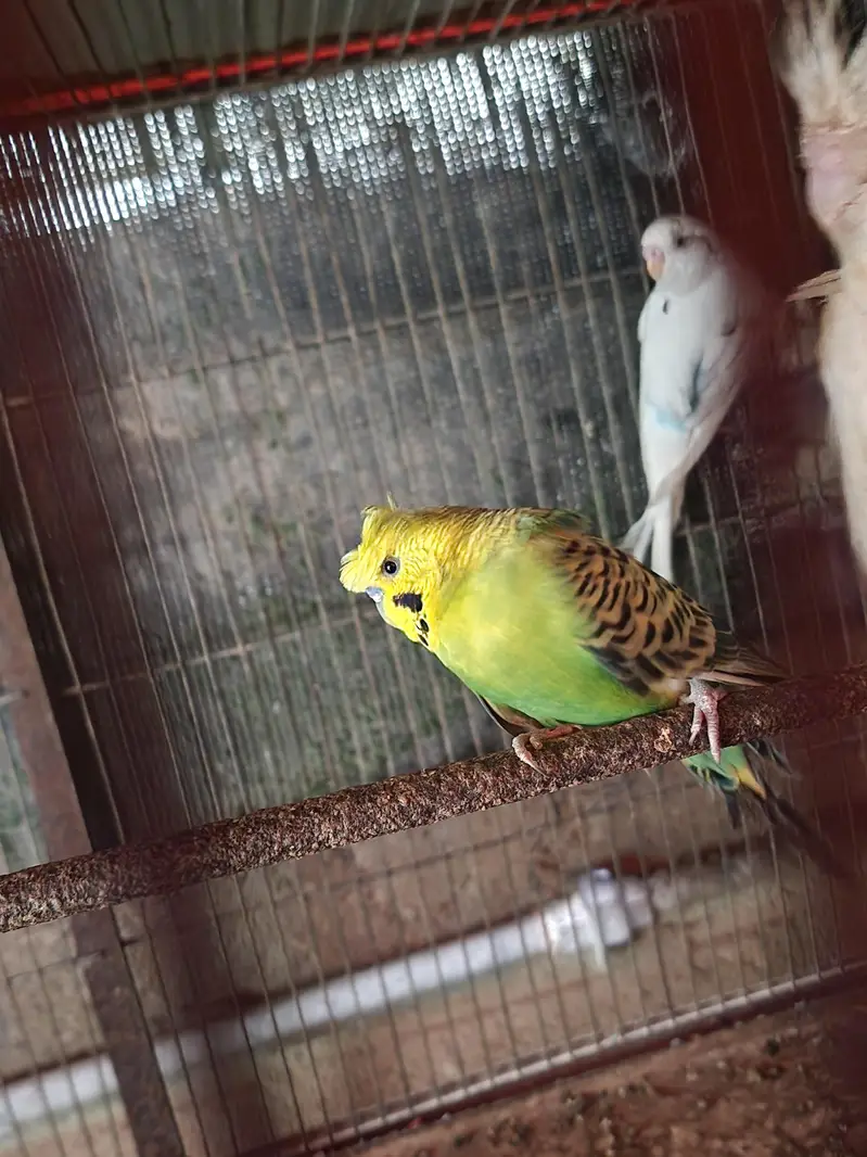 Lovebirds | cocktail | plum head | doves healthy and active breeders — photo 6