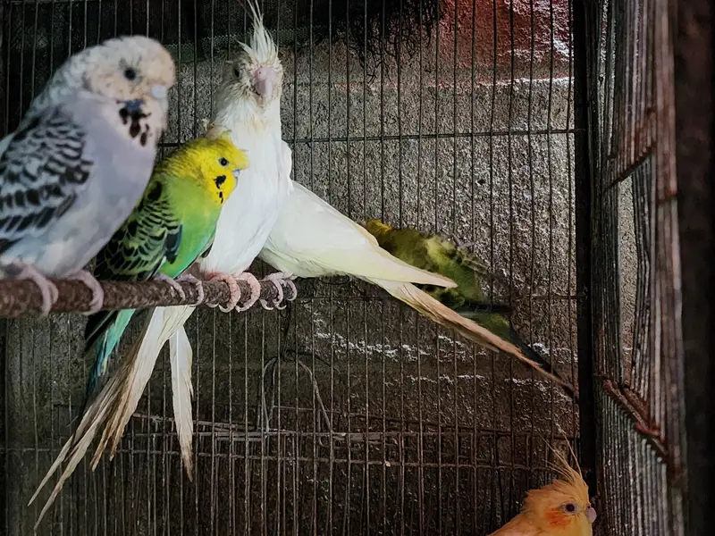 Lovebirds | cocktail | plum head | doves healthy and active breeders — photo 7