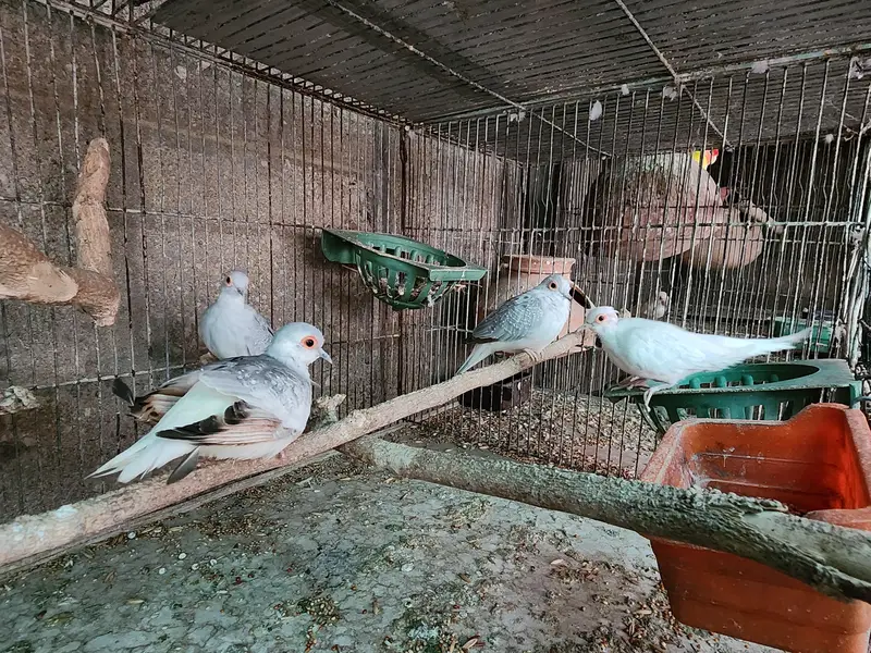 Lovebirds | cocktail | plum head | doves healthy and active breeders — photo 8