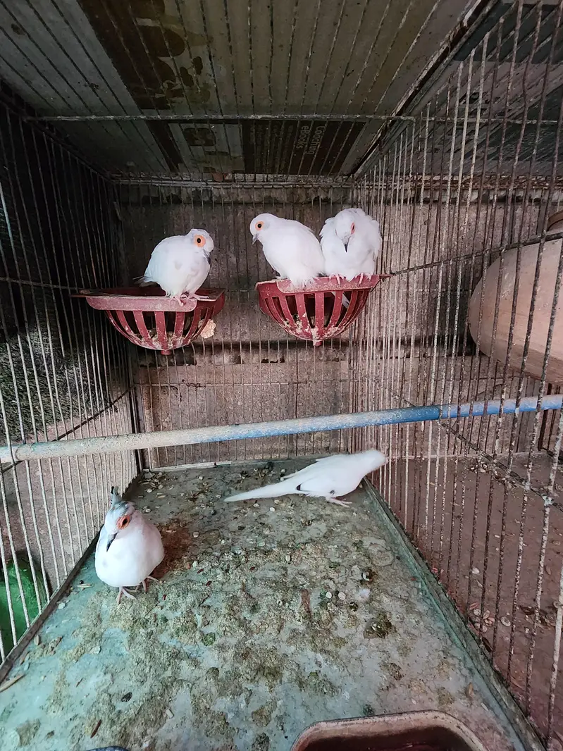 Lovebirds | cocktail | plum head | doves healthy and active breeders — photo 9