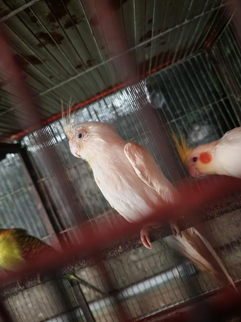 Lovebirds | cocktail | plum head | doves healthy and active breeders — photo 10