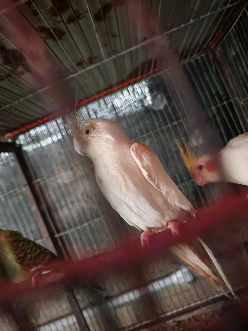 Lovebirds | cocktail | plum head | doves healthy and active breeders — photo 11