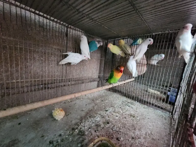 Lovebirds | cocktail | plum head | doves healthy and active breeders — photo 12
