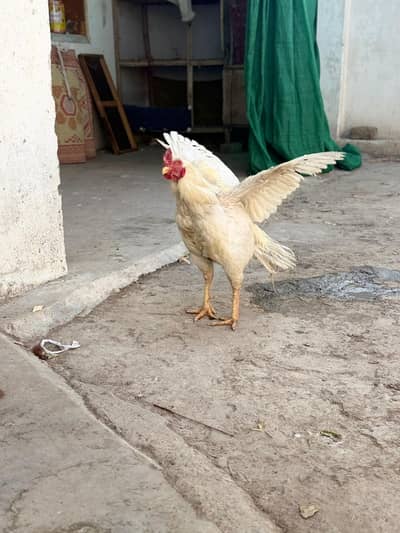 anseel white breeder