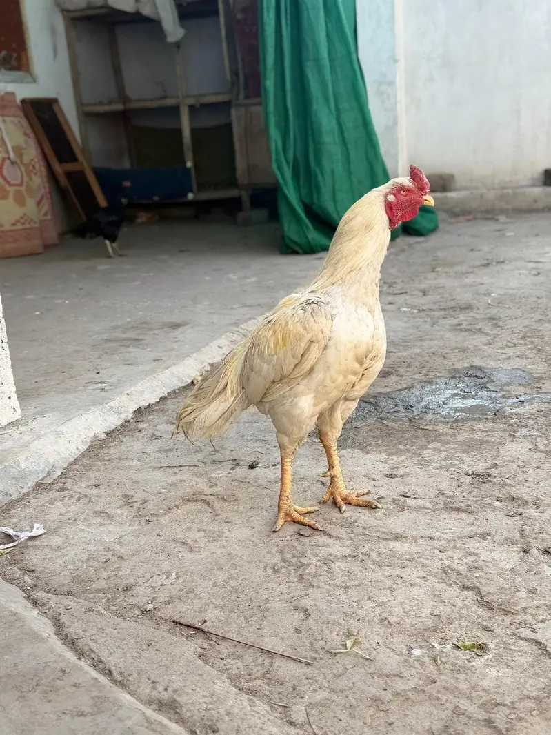 anseel white breeder — photo 2