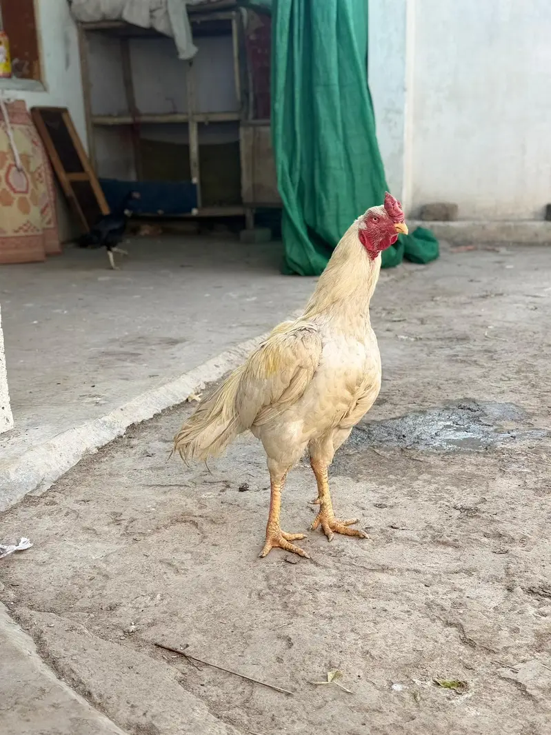 anseel white breeder — photo 3