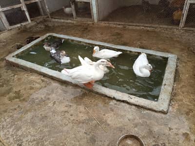 duck per