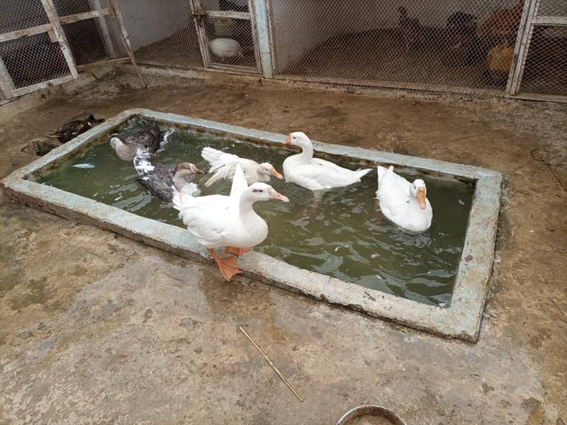 duck per 2
